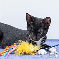 adopt a pet