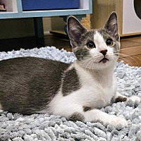 adopt a pet