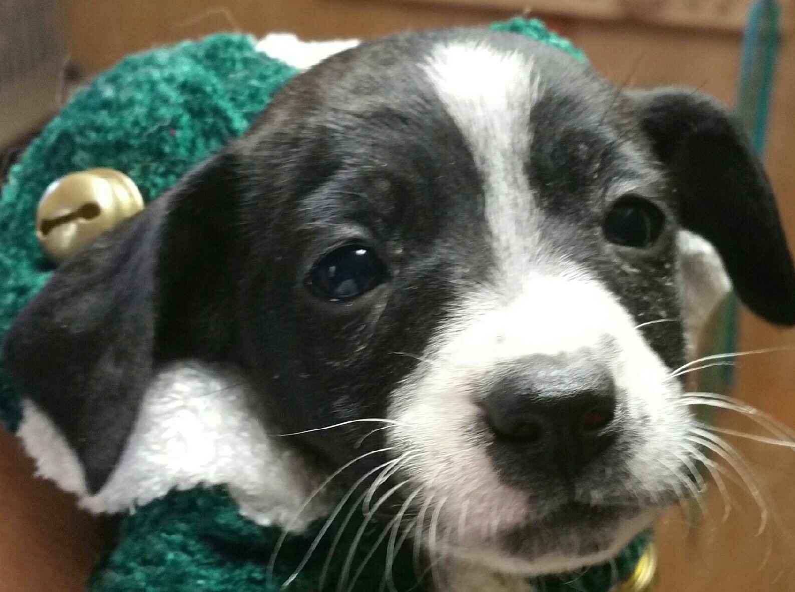 Katy Tx Chihuahua Meet Daisy A Pet For Adoption