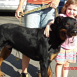 Thumbnail photo of Duke (95 lb) GREAT Family Pet #2