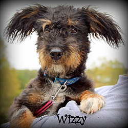 Thumbnail photo of Wizzy~adopted! #2