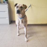 Santa Clara County Animal Shelter in San Martin, California