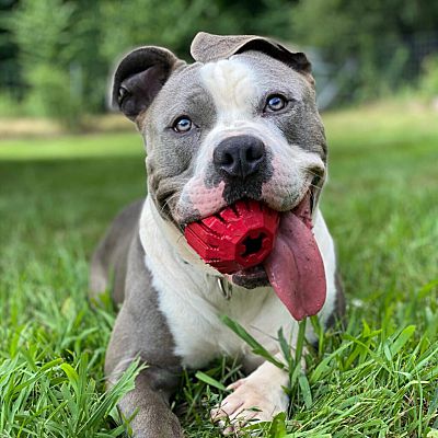 Billerica, MA - American Pit Bull Terrier. Meet Hobbs a Pet for ...