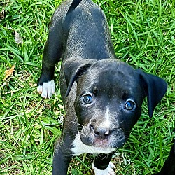 Photo of Pitbull Puppies