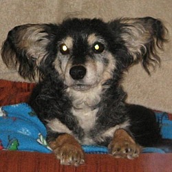 Thumbnail photo of Quincy ~ adopted #1