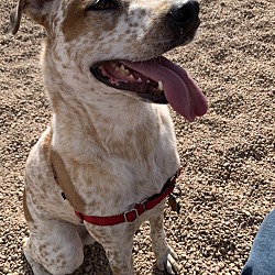 Photo of Ranger