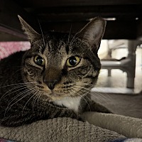 adopt a pet