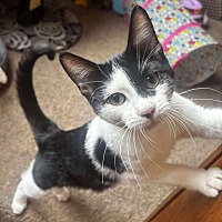 adopt a pet