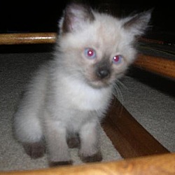 Photo of Kitten 5