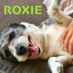 Thumbnail photo of *ROXIE**FUN VIDEO** #1