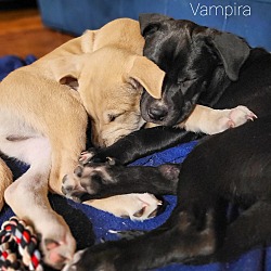 Thumbnail photo of Vampira #4