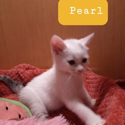 Photo of Pearl