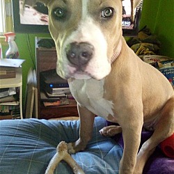 Photo of Bella
