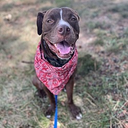 Photo of Scooby