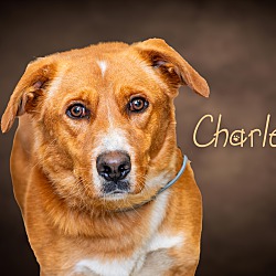 Photo of Charley