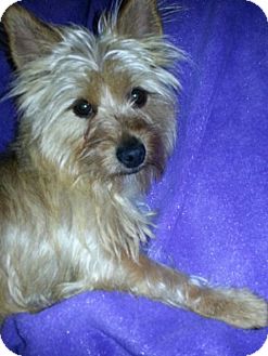 silky cairn terrier