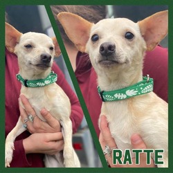 Thumbnail photo of Ratte #1