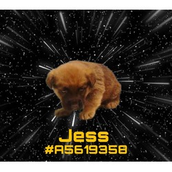 Photo of JESS