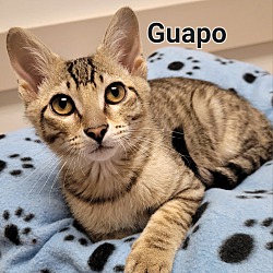 Thumbnail photo of Guapo #1