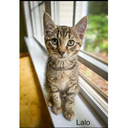 Thumbnail photo of Lalo #1