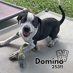 Thumbnail photo of Domino #1