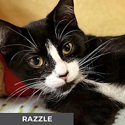 Thumbnail photo of Razzle #1