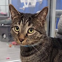 Adopt A Pet :: Gio - Leonardtown, MD