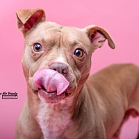 adopt a pet