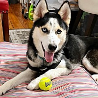 adopt a pet