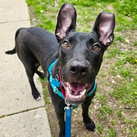 adopt a pet