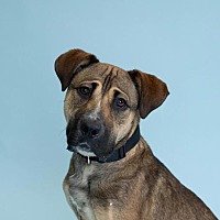 adopt a pet