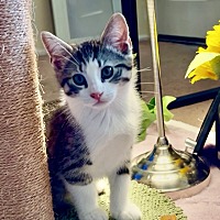 adopt a pet