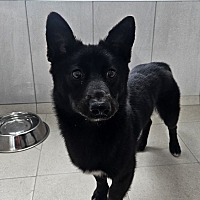 adopt-pet