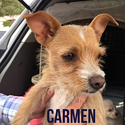Thumbnail photo of CARMEN #1