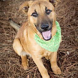 Photo of Scout/adopted!