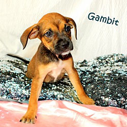 Thumbnail photo of Gambit~meet me! #3