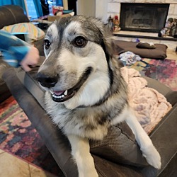 Photo of Luna is a energetic shepsky