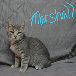Photo of Marshall