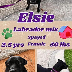 Photo of Elsie (TX adopt only)