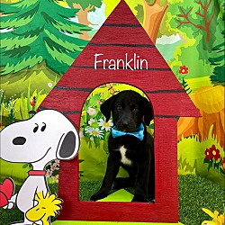 Thumbnail photo of Franklin #2
