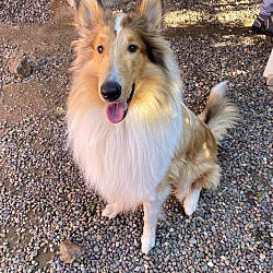 Photo of Lassie