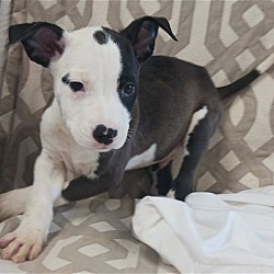 Photo of MOXON
