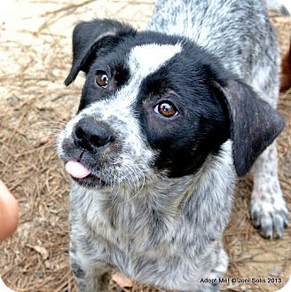 blue heeler tick hound