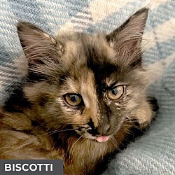 Thumbnail photo of Biscotti #1