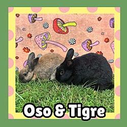 Thumbnail photo of Oso #1