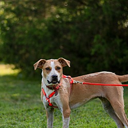 Thumbnail photo of Sailor (Foster-to-Adopt) #4