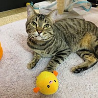 adopt a pet
