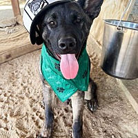 adopt a pet