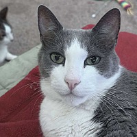 adopt-pet