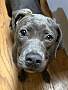 BLUEBELL - Pit Bull Terrier / Labrador Retriever available for adoption